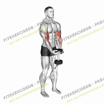 Dumbbell Waiter Biceps Curl — watermarked preview